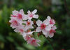 Sakura2008.jpg