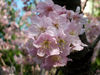 sakura2007-1.jpg