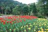 tulip2.jpg