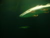 DSCF0025.JPG