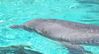 Dolphin 100_0339a.jpg