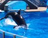 Shamu 100_0316a.jpg