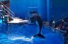 Shamu 100_0318a.jpg