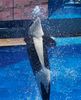 Shamu 100_0319a.jpg