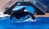 Shamu 100_0321a.jpg