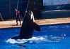 Shamu 100_0322a.jpg