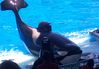 Shamu 100_0333a.jpg