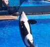 Shamu 100_0334a.jpg