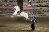 performing horse.jpg