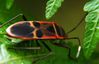 beetle1.JPG
