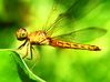 dragonfly3.JPG