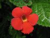 flower.JPG