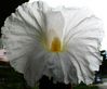 flower1.JPG