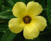 flower10.JPG