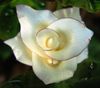 flower11.JPG
