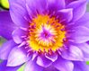 flower19.JPG