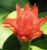 flower25.JPG