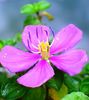 flower26.JPG