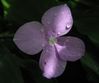 flower5.JPG