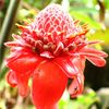 flower9.JPG