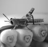 grasshopper.JPG