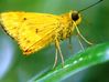 moth.JPG