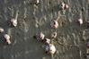 sea shells.JPG