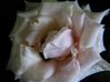 taipei-sunday market-flower3.JPG