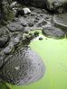 taipei-zoo-马来貘.JPG
