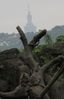 taipei101--from the zoo.JPG