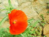PICT0471.JPG