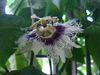 passion fruit flower.JPG