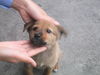 doggie002.jpg