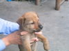 doggie003.jpg