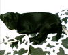 IMG0283A.jpg
