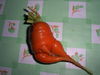IMGP1119.JPG