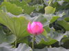 IMGP1212.JPG