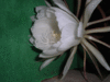 IMGP1221.gif