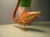 day 0615.gif