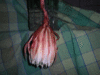 moonlight flower 2009 06 15.gif