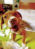 dog-ate-my-homework-705682.jpg